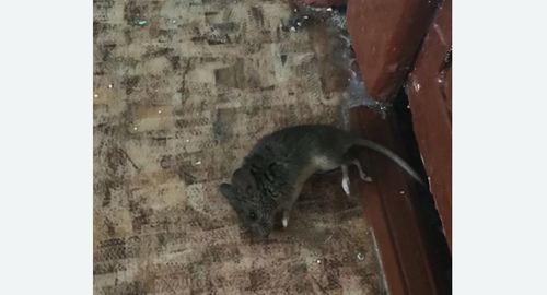 Дезинфекция от мышей в Михайловске
